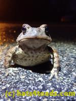 /home//u458753944/public_html/sourcegallery////Roxborough Toad Detour/2022/2022-03-17/P3170858.JPG
